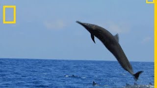 Le dauphin du CostaRica est un acrobate [upl. by Lemmuela]