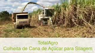 TotalAgro Colheita de Cana de Açúcar para Silagem com Forrageira Automotriz Autopropelida Claas [upl. by Irakuy]