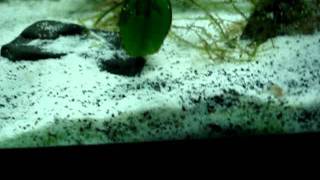 Cyanobacteria  Blue green algae control in freshwater aquariums day 2 [upl. by Kreitman336]