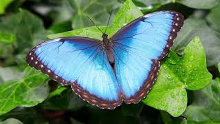 HISTORIA DE LA METAMORFOSIS DE LA MARIPOSA MORPHO AZUL [upl. by Ailyn346]