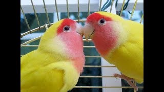 Lutino Lovebirds in Romantic Mood  Lovebirds Lutino Red Faced Parrots [upl. by Lenrow]