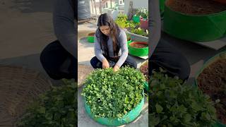 How to maintain terrace garden to get regular harvest gardening youtubeshorts [upl. by Sasha]