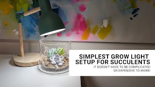 Get colorful succulents inside with this inexpensive grow light setup [upl. by Ellimaj]