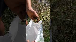 Put LETTUCE In Feed Bags And WATCH What Happens [upl. by Inele]