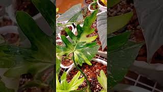 🩷Philodendron Selloum🩷 plants variegatedplants nature rareplants gardening [upl. by Naimed]