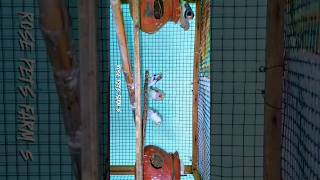 Finches bird tamil shortviral finches shortviral youtube புறா highflyingpigeons training [upl. by Htennek539]