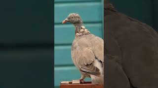 Woodpigeon with bad moulting [upl. by Kcered]