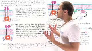 EGF Signal Transduction Pathway [upl. by Nekcerb]