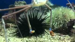 Arrow Crab Stenorhynchus seticorins Killing and Eating A Bristle Worm [upl. by Feliks]