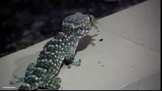 Tokay Gecko Gekko gecko [upl. by Eicnan884]