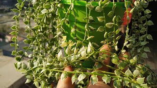 Dischidia Million Hearts CareDischidia RuschifolliaDischidia Plant Care Tips In Hindi Dischidia [upl. by Rma]