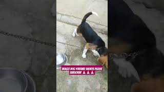 Most Popular Dog Breed In India Beaglesshorts dog doglover trending pets beagle puppy [upl. by Frost]