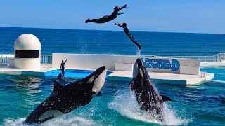 Killer Whale Show 😍 Kamogawa Sea World [upl. by Ynnol30]