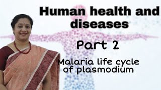 NEET CLASS12 HUMAN HEALTH AND DISEASES PART2 MALARIA LIFE CYCLE OF PLASMODIUM [upl. by Ellenoj965]