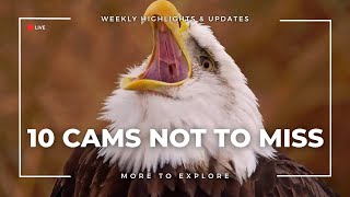 10 Cams Not to Miss  More to Explore [upl. by Jemina]