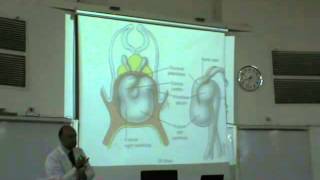 Embryology  Dr Sherif Fahmy CVS part 1 [upl. by Nelia]