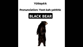 Black bear  Tutelo Language [upl. by Jackqueline299]