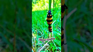 Insect  2  Blister beetles [upl. by Arekat638]