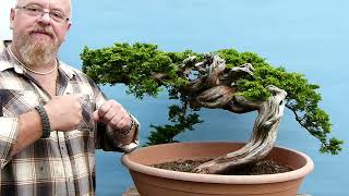 Graham Potter Bonsai  First Pot For Incredible Yamadori Juniper [upl. by Aksoyn75]