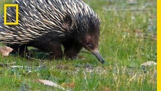 Prickly Love Echidnas Caught Mating  National Geographic [upl. by Ecidna]