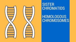 Sister chromatids and Homologous Chromosomes [upl. by Archaimbaud]