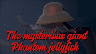 The mysterious Deep Sea giant Phantom Jellyfish… [upl. by Krock]