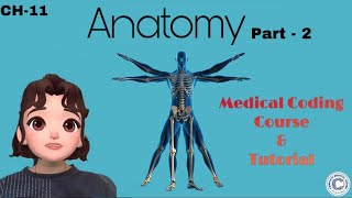 CH11  ANATOMY PART2 otomy l Medical Coding Course l CMC l Coding Career [upl. by Nhaj195]