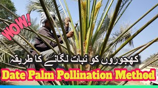 Date Palm Pollination Method [upl. by Viki]