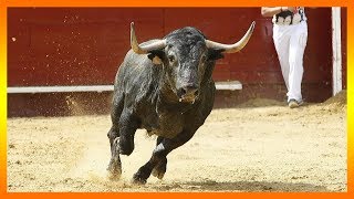 SOÑAR CON TOROS QUE TE CORRETEAN  SOÑAR CON TOROS SUELTOS TOROS BLANCOS TOROS QUE TE PERSIGUEN [upl. by Fenton256]