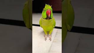 Funny monkey 🐵 parrot 🦜 laughing baby video funny monkey parrot trending shorts [upl. by Thanasi693]