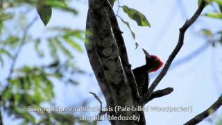 2013 Birding Yucatan Peninsula [upl. by Redford]