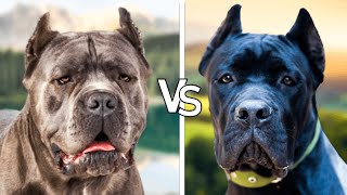 15Difference betwen Presa Canario vs Cane Corso [upl. by Pasol943]