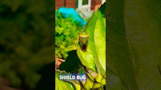 Hawthorn Shield Bug Acanthosoma haemorrhoidale insects youtubeshorts bug dene garden [upl. by Seraphine901]