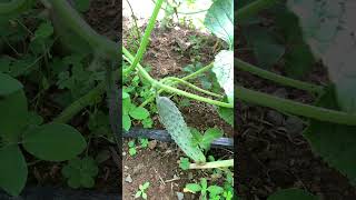 Pepino sin polinizar en invernadero🥒👨‍🌾 [upl. by Carrol161]