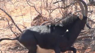 Motsomi Safaris Bow Hunt Sable Branham [upl. by Careaga]