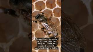 Bee Facts beeconservation beefriendly beefacts bee beehive honey savethebees beekeeper [upl. by Yelyac]