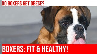 Are Boxers Prone to Obesity Learn the Facts [upl. by Ema]