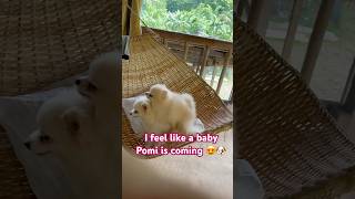 BABY POMERANIAN IS COMING pomeranian pets kawaii doglover [upl. by Rama706]