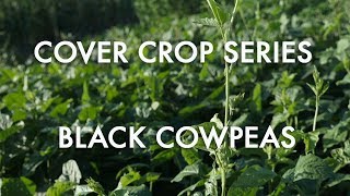 Black Cowpeas Noble Cover Crop Series [upl. by Derk]