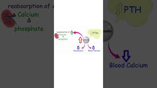 CALCITONIN EXPLAINED BONE GROWTH AND EXERCISE bone calcium exercise exercisescience [upl. by Hiro]