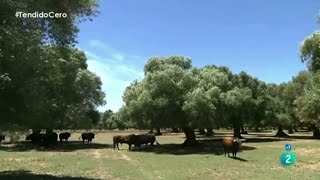 Reportaje quotGanaderia LAGUNAJANDAquot  TENDIDO CERO TVE [upl. by Medorra]