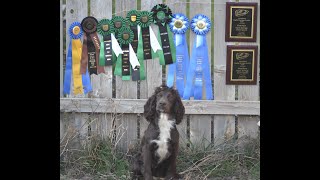 FC HR Whitewaters Oahe Rogue English Cocker Spaniel Upland Hunting Training Session [upl. by Roeser]