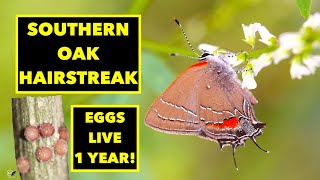 BUTTERFLY EGGS LIVE FOR A YEAR SOUTHERN OAK HAIRSTREAK  FIXISIA SATYRIUM FAVONIUS [upl. by Wendye]