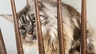 Chair Shenanigans  Catio Chat Vlog cats catlover pets animals [upl. by Ultann]