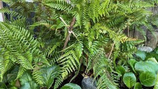 Support For Autumn Fern Dryopteris Erythrosora  October 6 [upl. by Goldenberg]