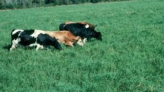 Características del Ensilaje de Maiz y Pasto Tifton  TvAgro por Juan Gonzalo Angel [upl. by Attemaj]