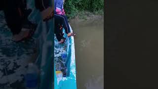 Buaya Sungai kampung FULL sarawakborneocorcodile [upl. by Anirrok]