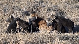 African Safari  2021 day 7 PM  hyena cubs reuniting with family  Ol Pejeta Kenya full length [upl. by Ynamreg]