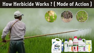 How Herbicides works  types of herbicides  herbicides mode of action in Hindi [upl. by Eceer226]