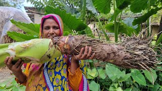 Ever Seen Such GIANT Arum Root Wild Giant Taro New Cooking Manar Cheka Recipe MAAN KOCHU Mana Cheka [upl. by Tades]